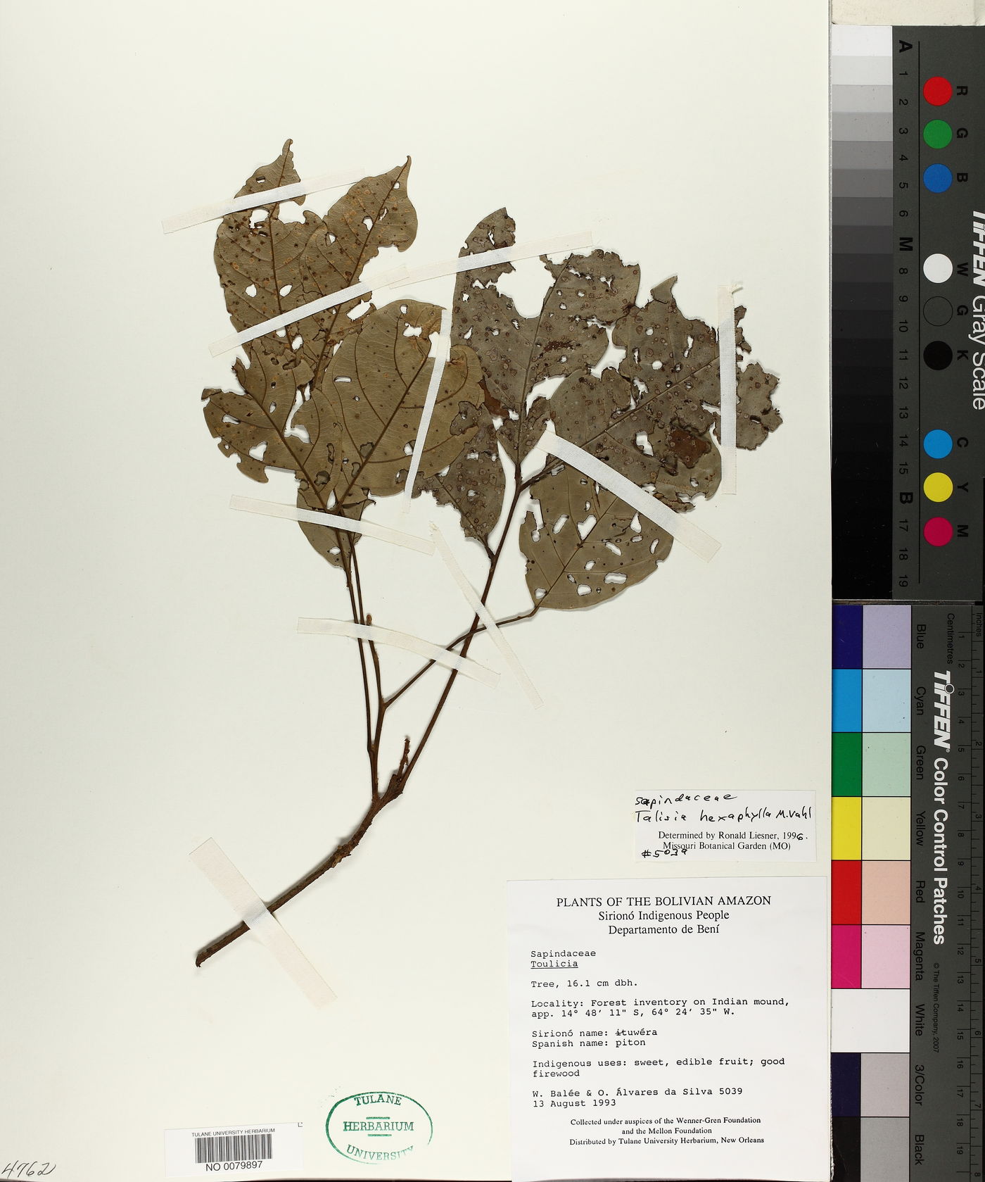 Talisia hexaphylla image