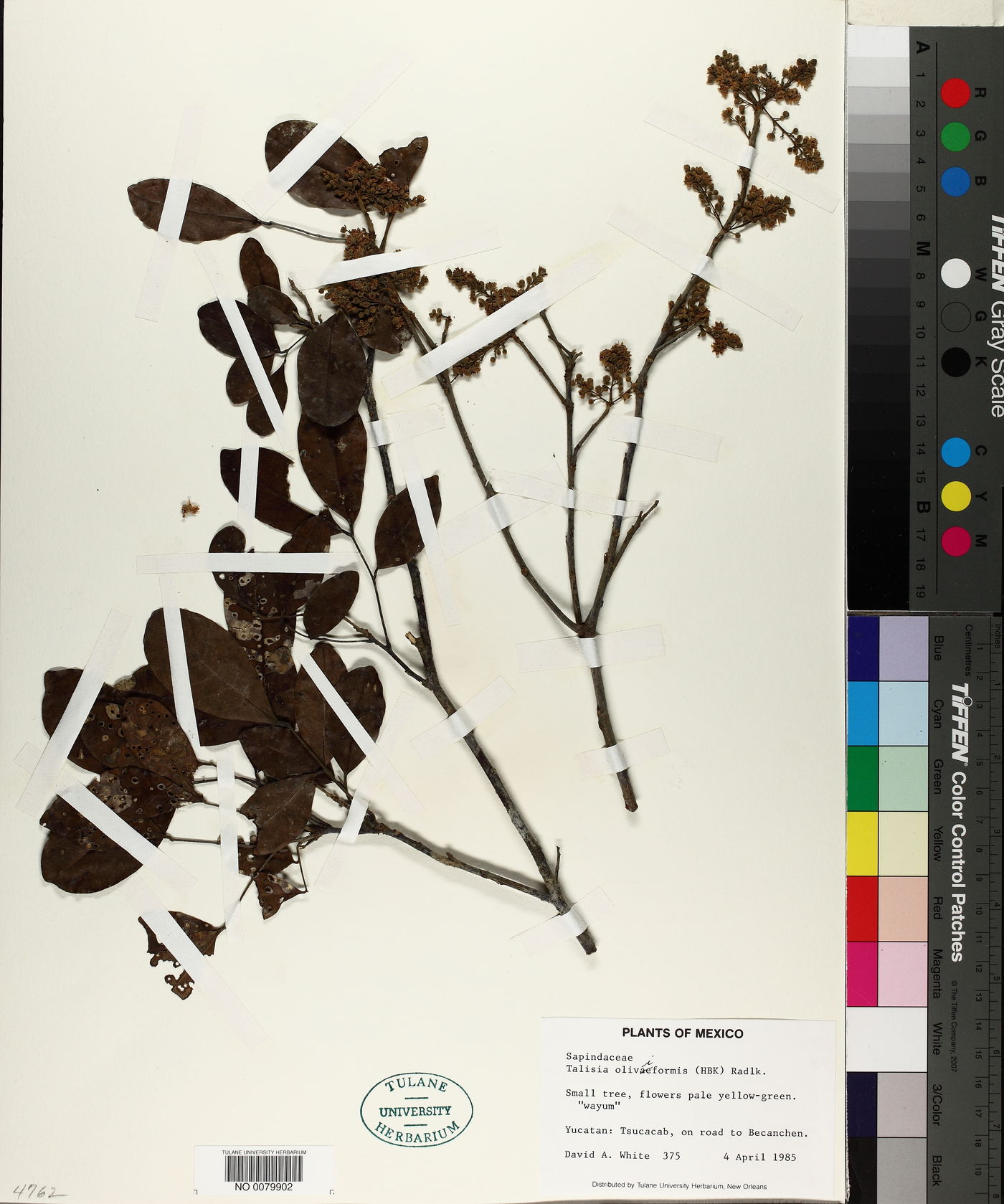 Talisia olivaeformis image