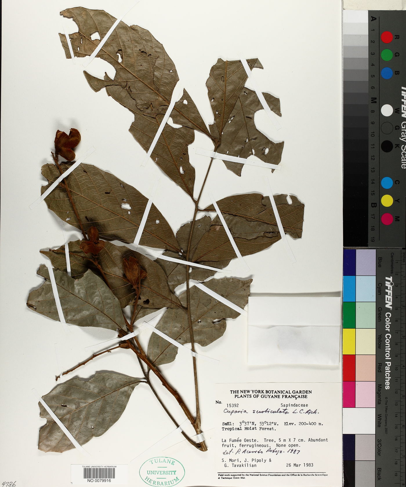 Cupania scrobiculata image