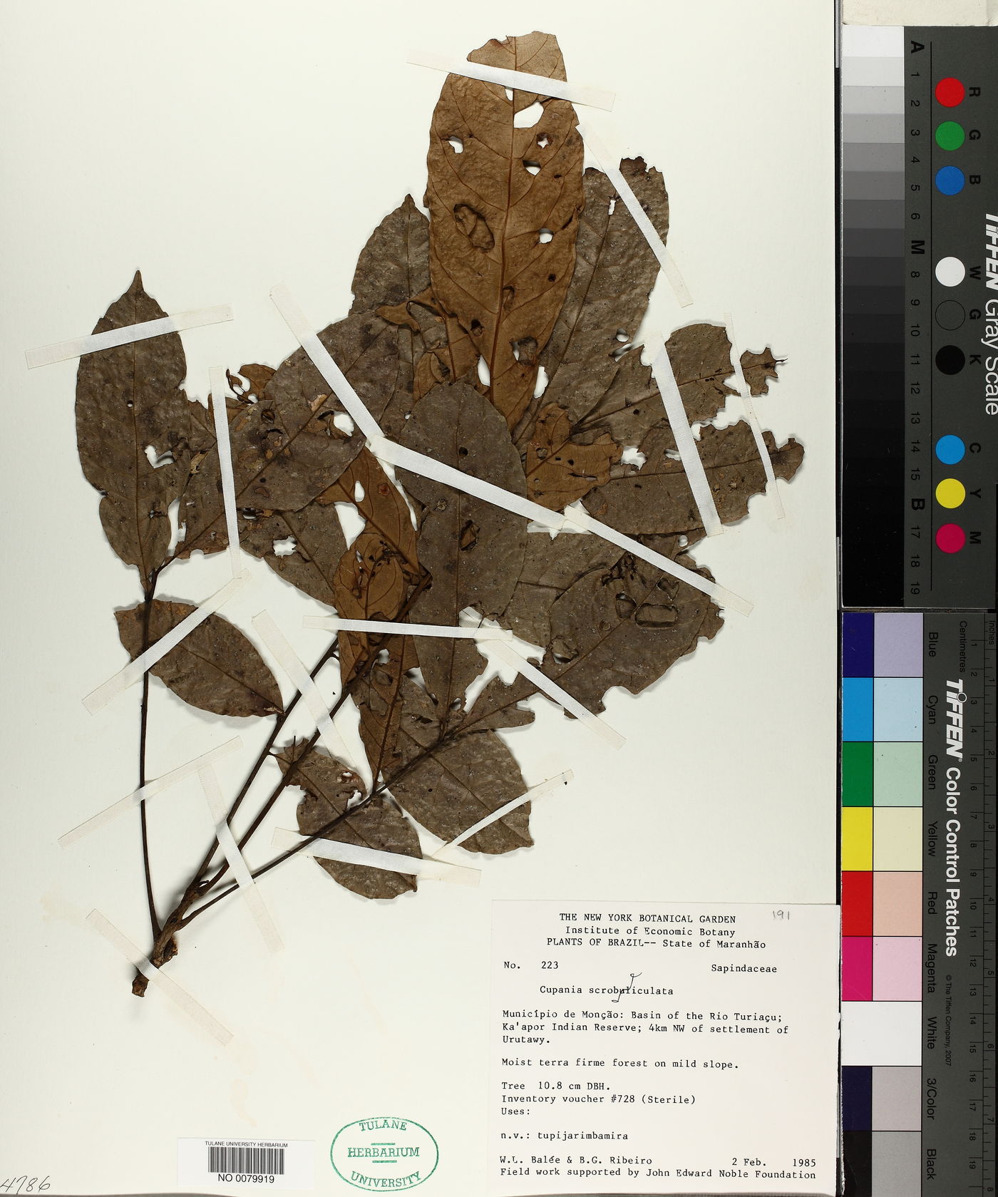 Cupania scrobiculata image