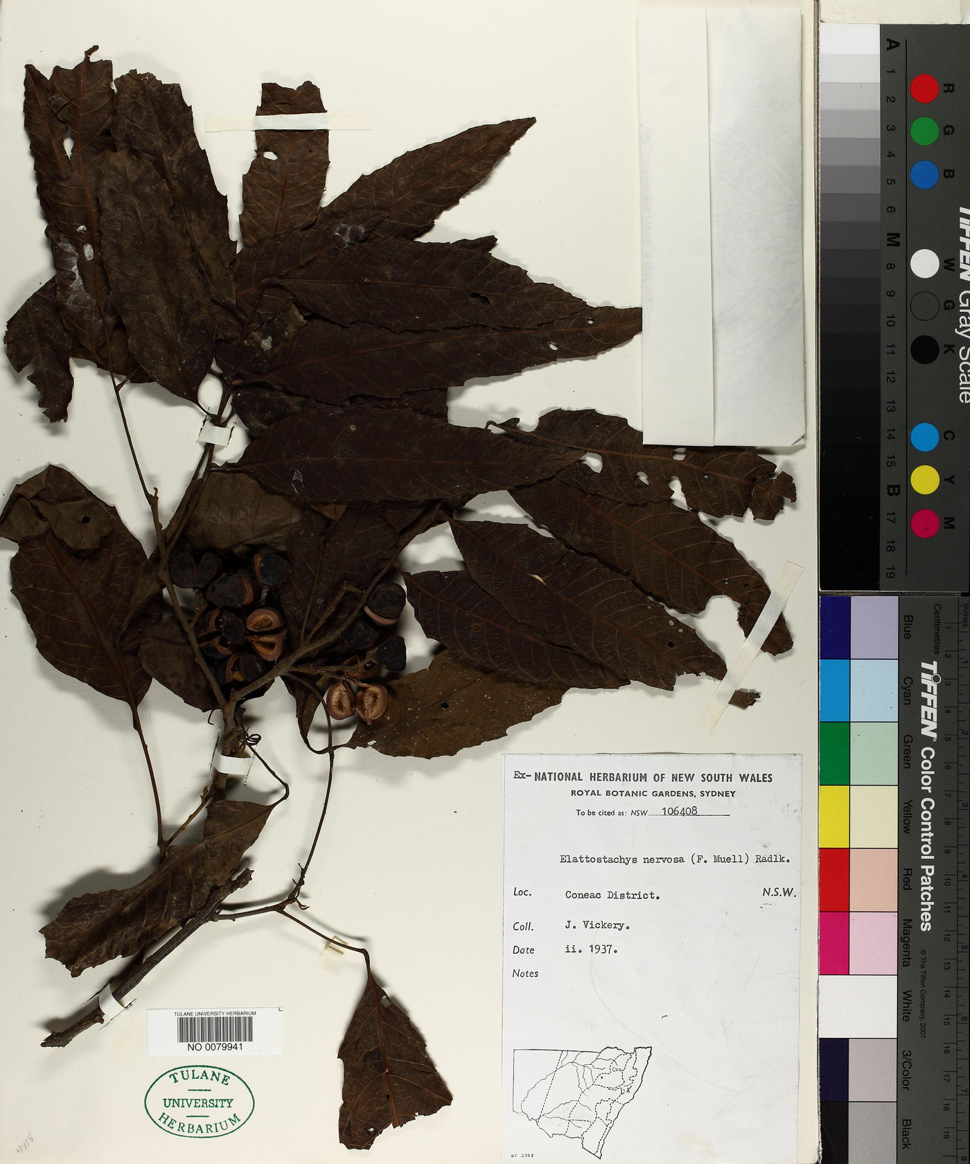 Elattostachys nervosa image