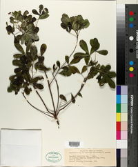 Hypelate trifoliata image