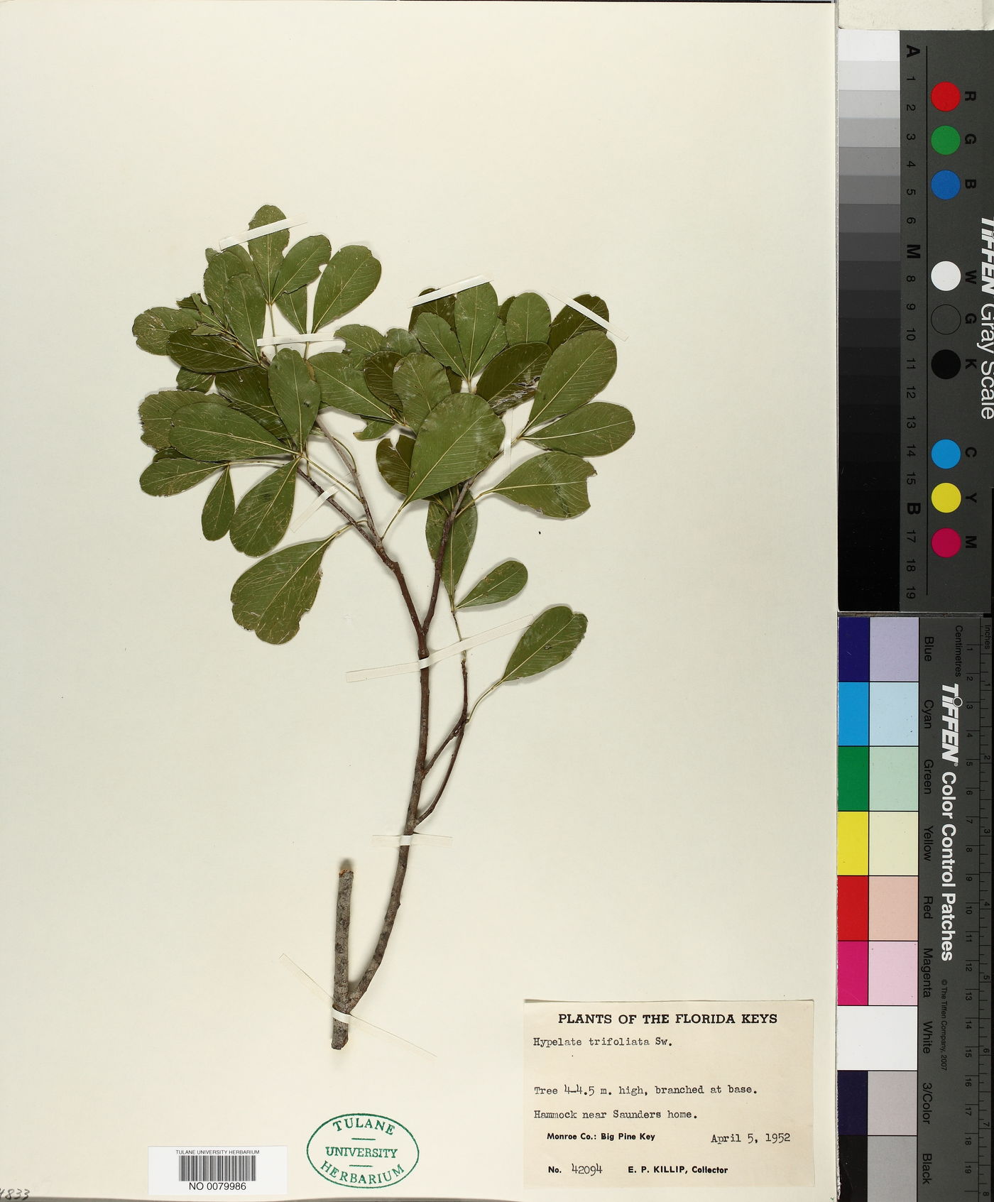 Hypelate trifoliata image