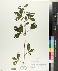 Hypelate trifoliata image