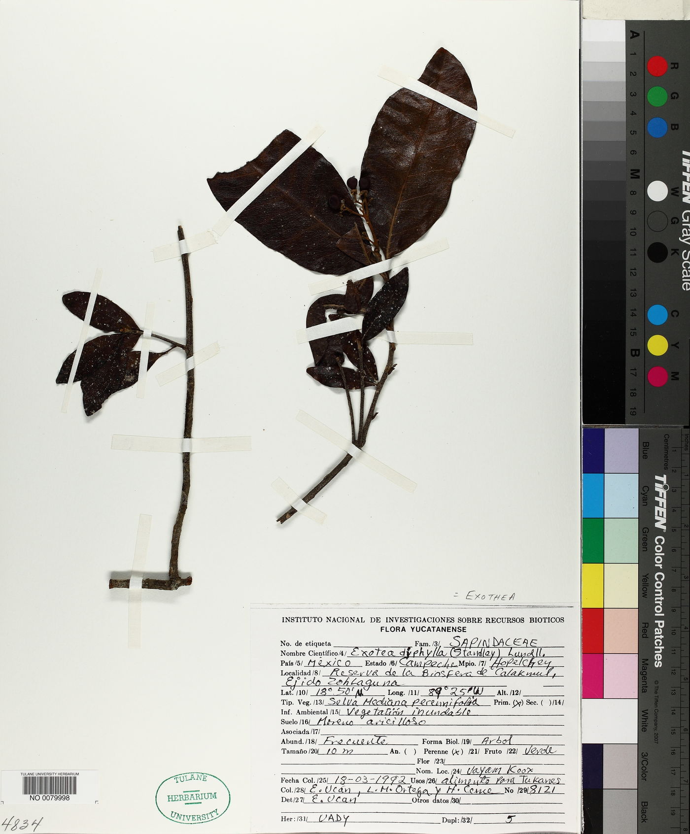Exothea diphylla image