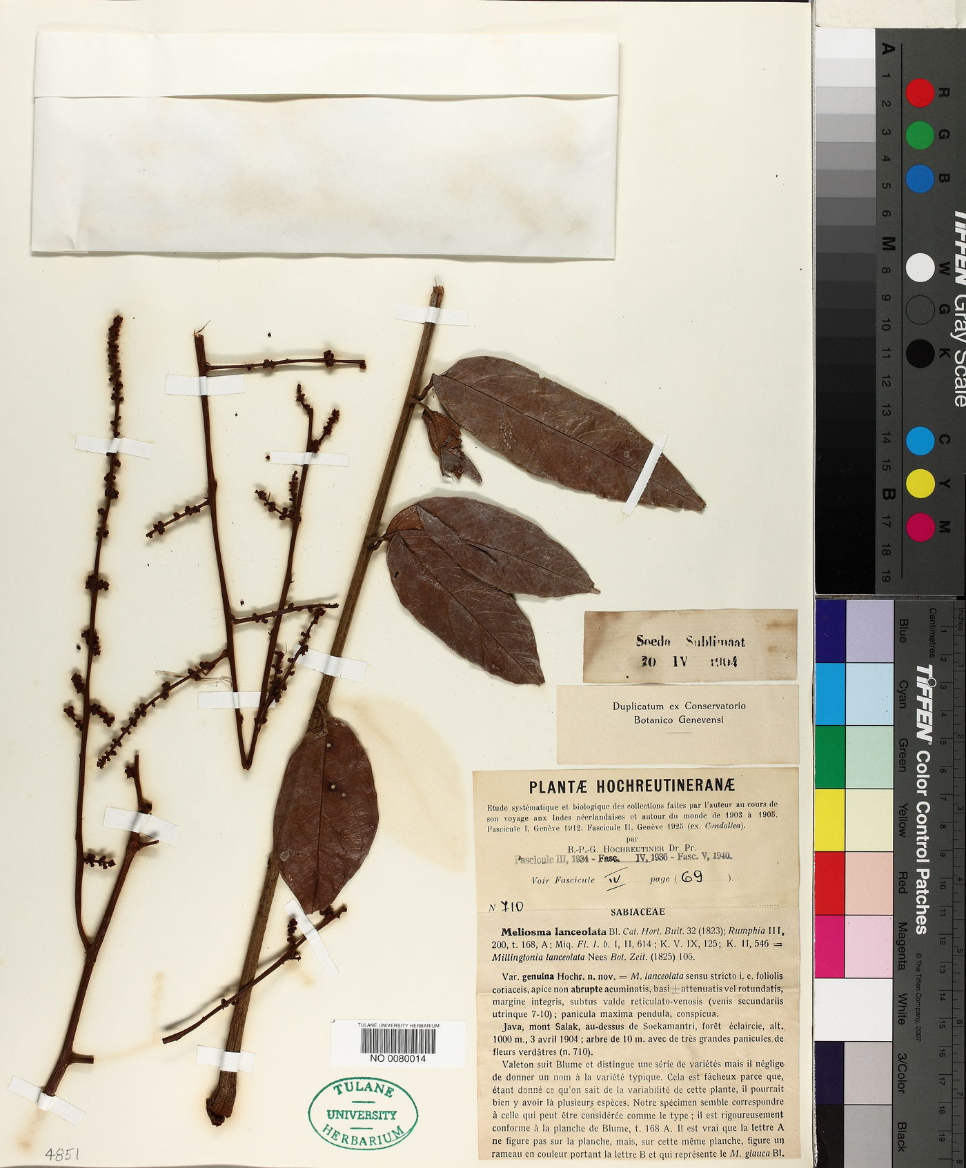 Meliosma lanceolata image