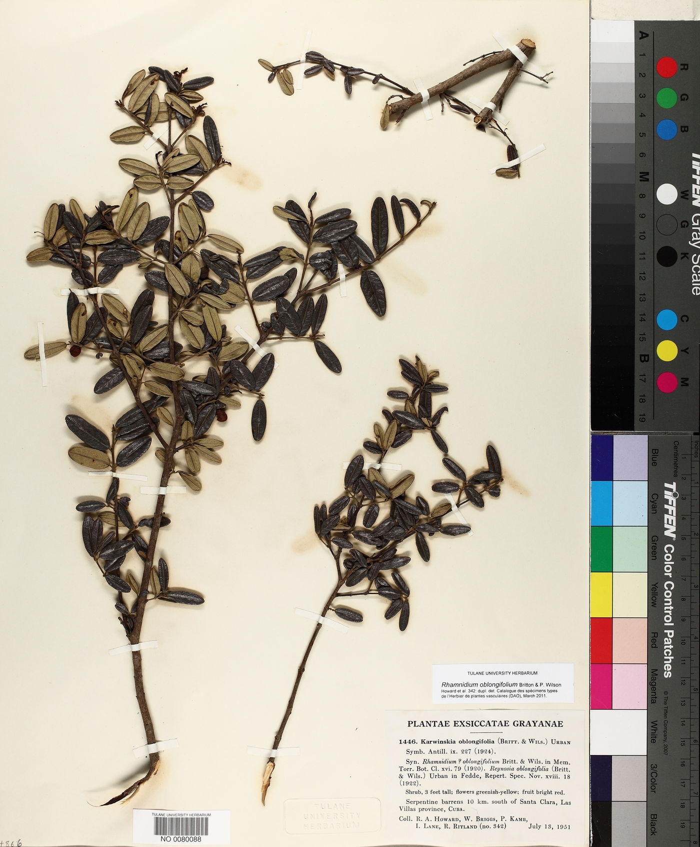 Karwinskia oblongifolia image