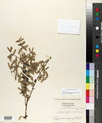 Image of Karwinskia oblongifolia