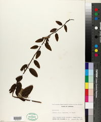 Berchemia scandens image