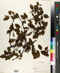 Berchemia scandens image