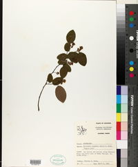 Berchemia scandens image