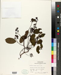 Berchemia scandens image