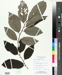 Image of Frangula capreifolia