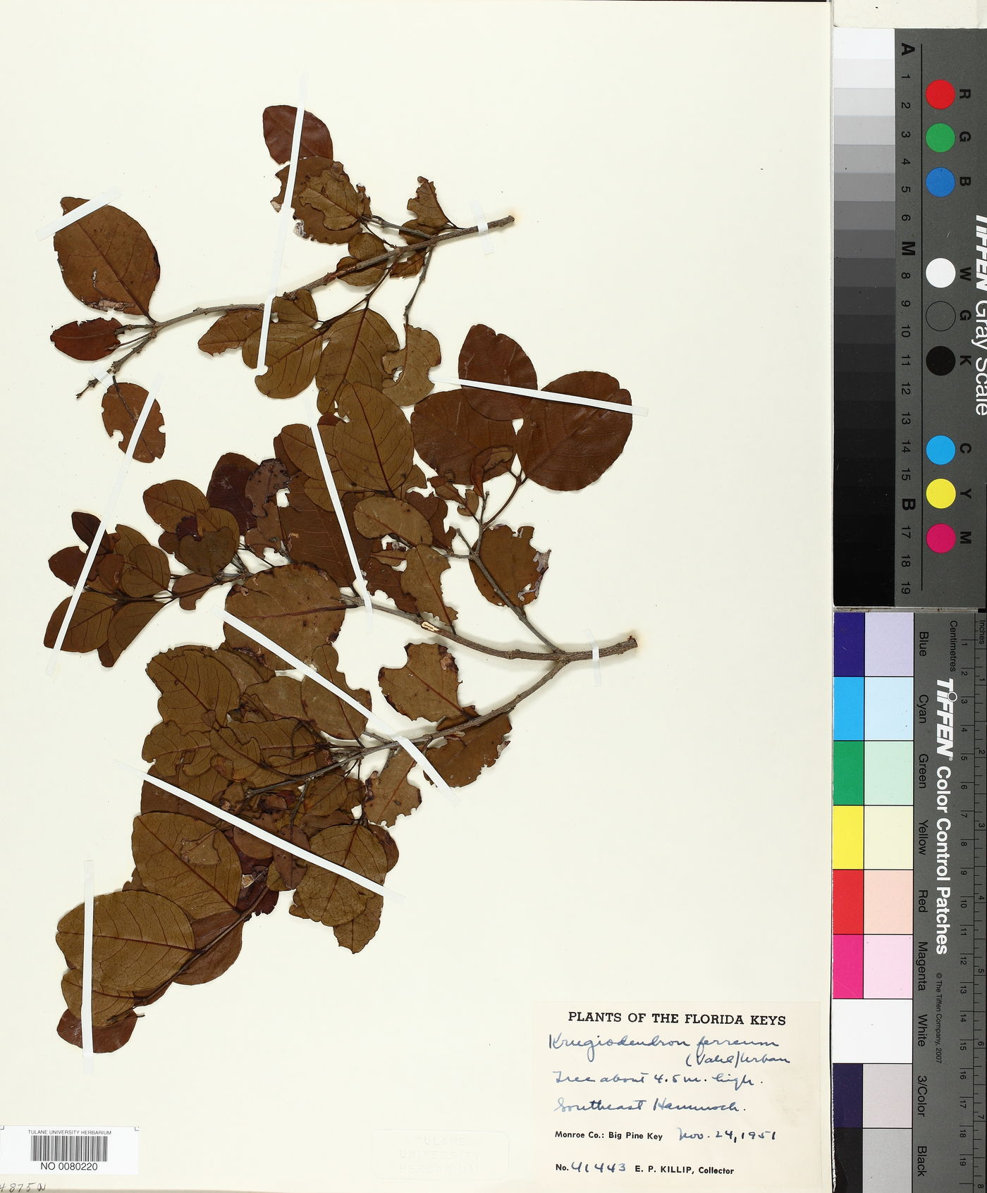 Krugiodendron image