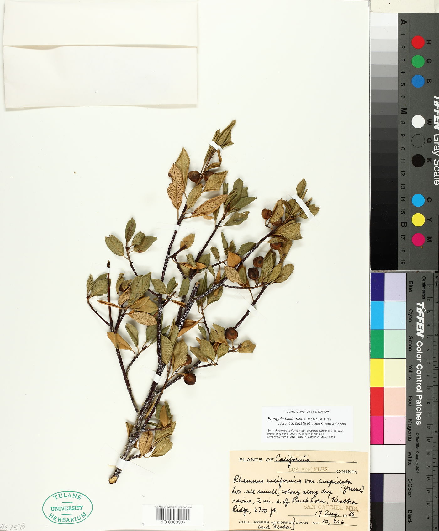 Frangula californica subsp. cuspidata image