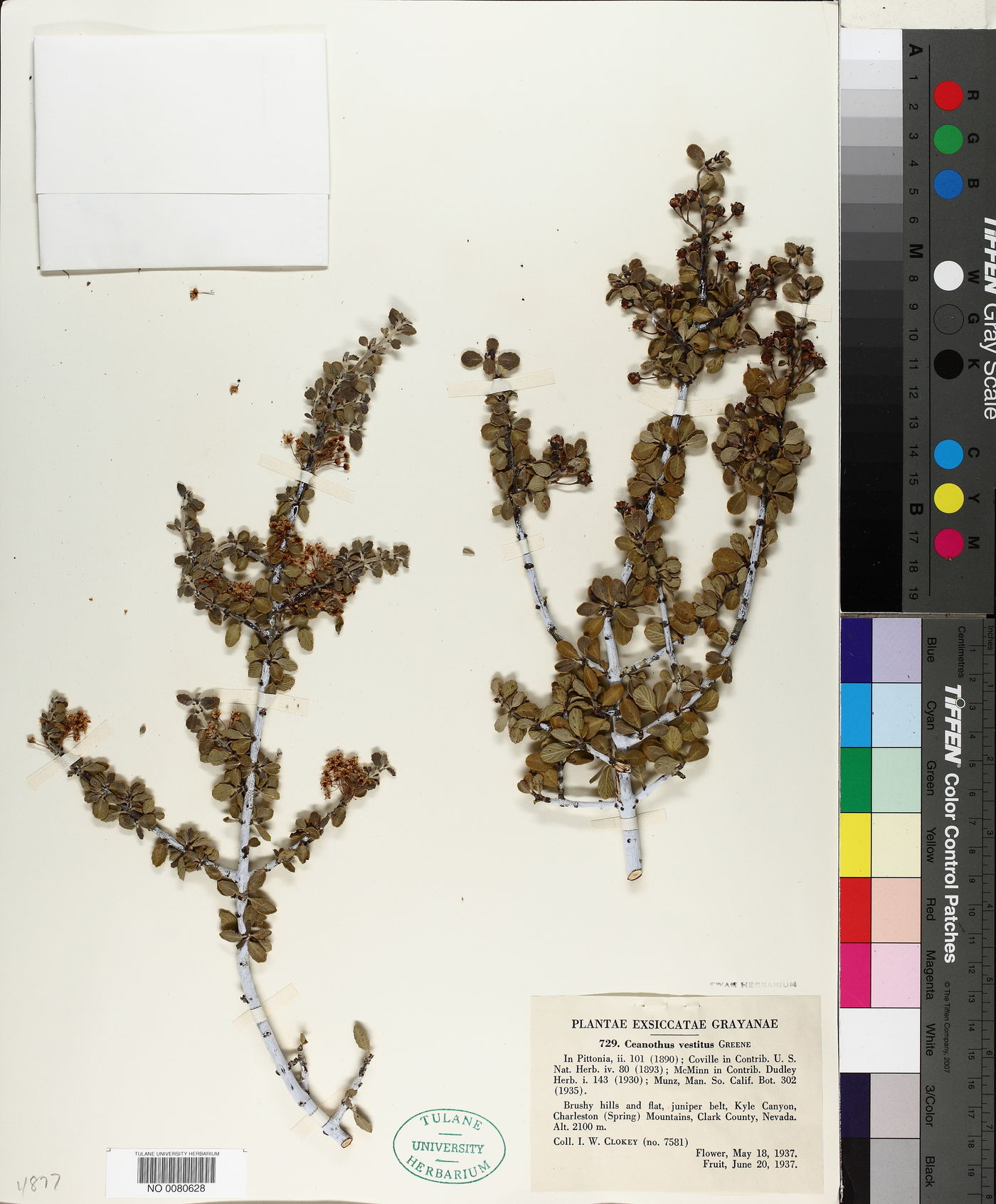 Ceanothus greggii var. vestitus image