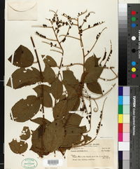 Image of Gouania urticifolia