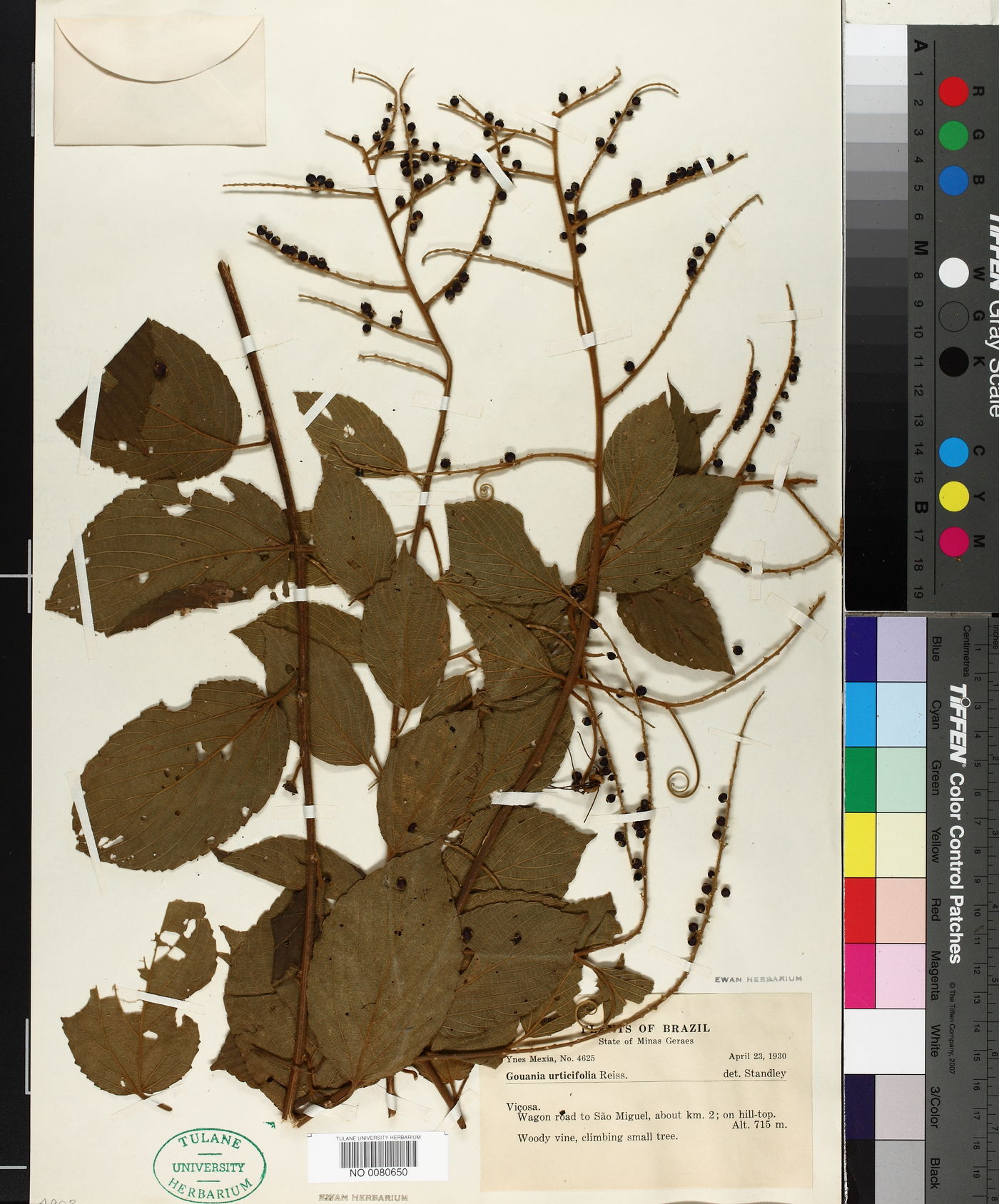 Gouania urticifolia image