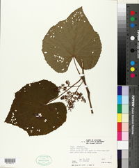 Vitis vulpina image