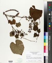 Vitis vulpina image