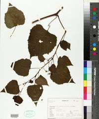 Ampelopsis cordata image