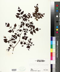 Nekemias arborea image