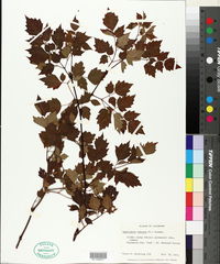 Nekemias arborea image