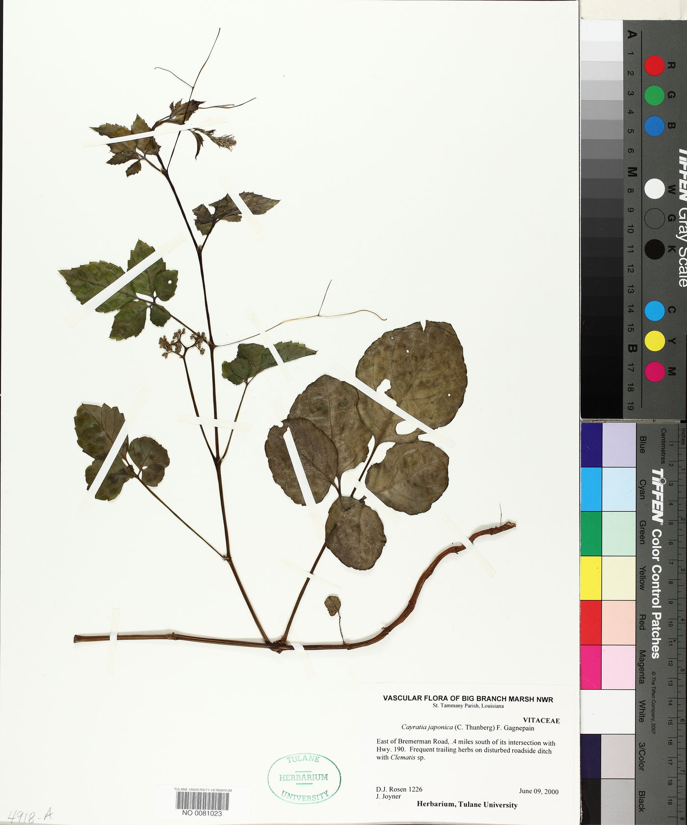 Cayratia japonica image