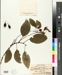 Elaeocarpus bifidus image