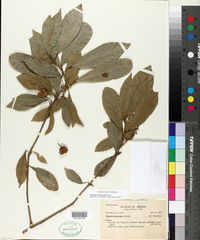 Image of Sloanea monosperma