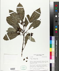 Image of Sloanea longipes