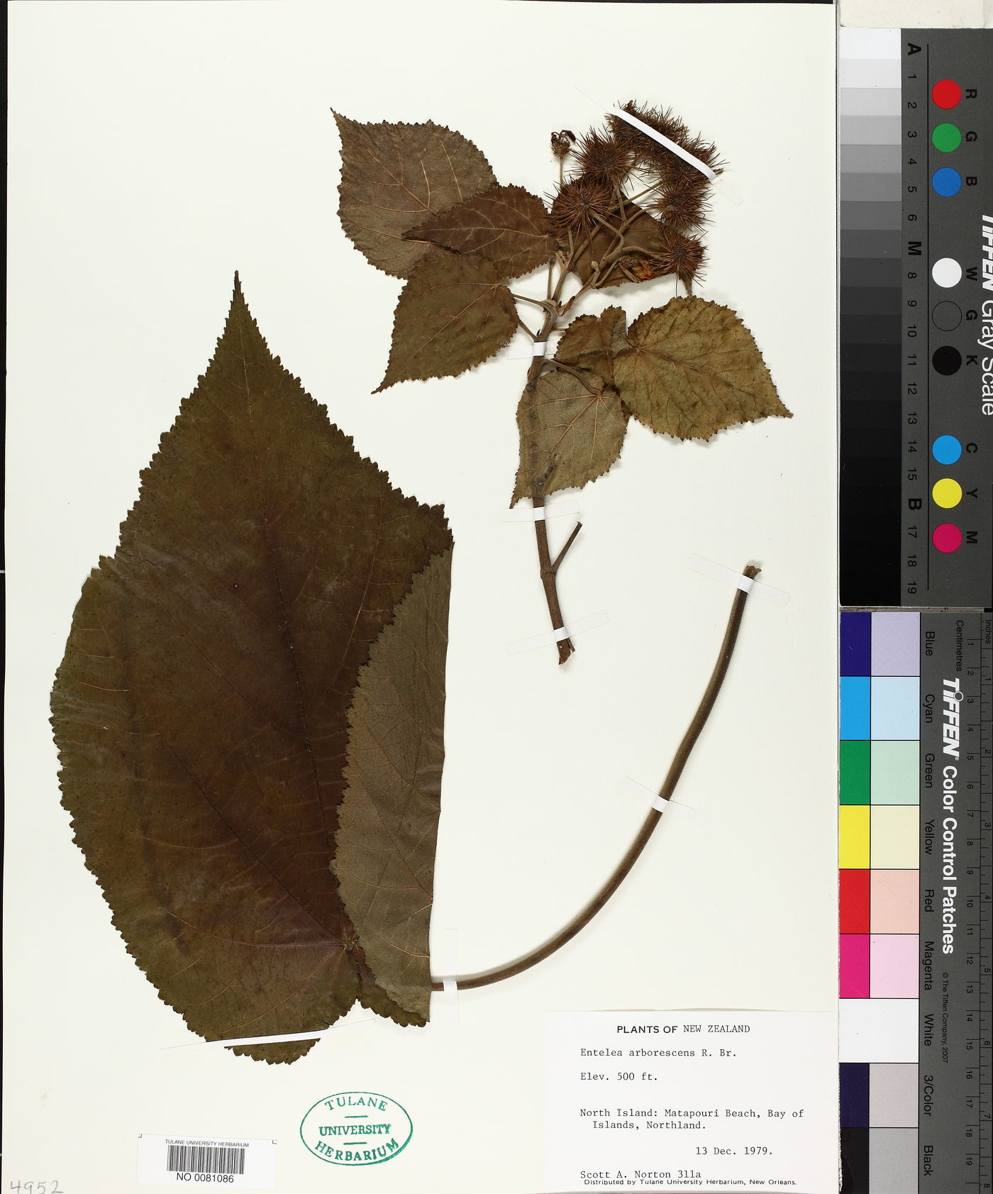 Entelea arborescens image