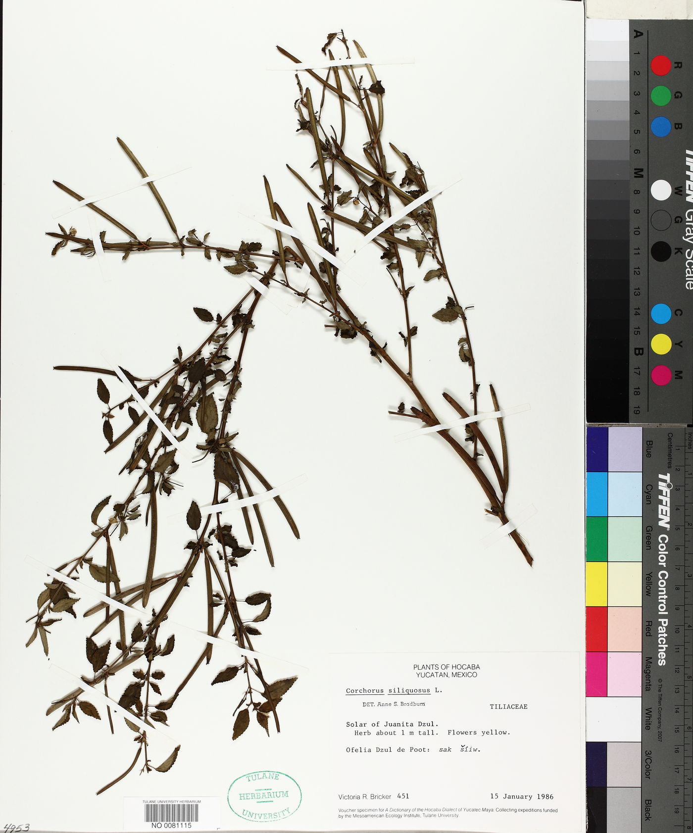 Corchorus siliquosus image