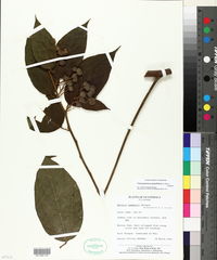 Image of Trichospermum mexicanum