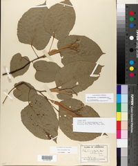 Tilia americana var. heterophylla image