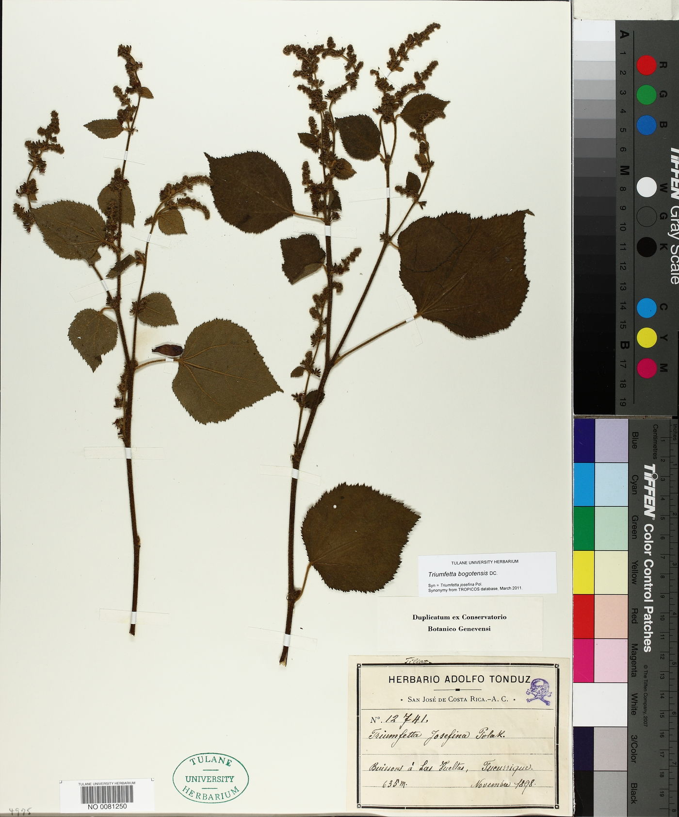 Triumfetta bogotensis image