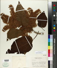 Heliocarpus americanus image
