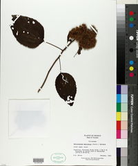 Heliocarpus mexicanus image