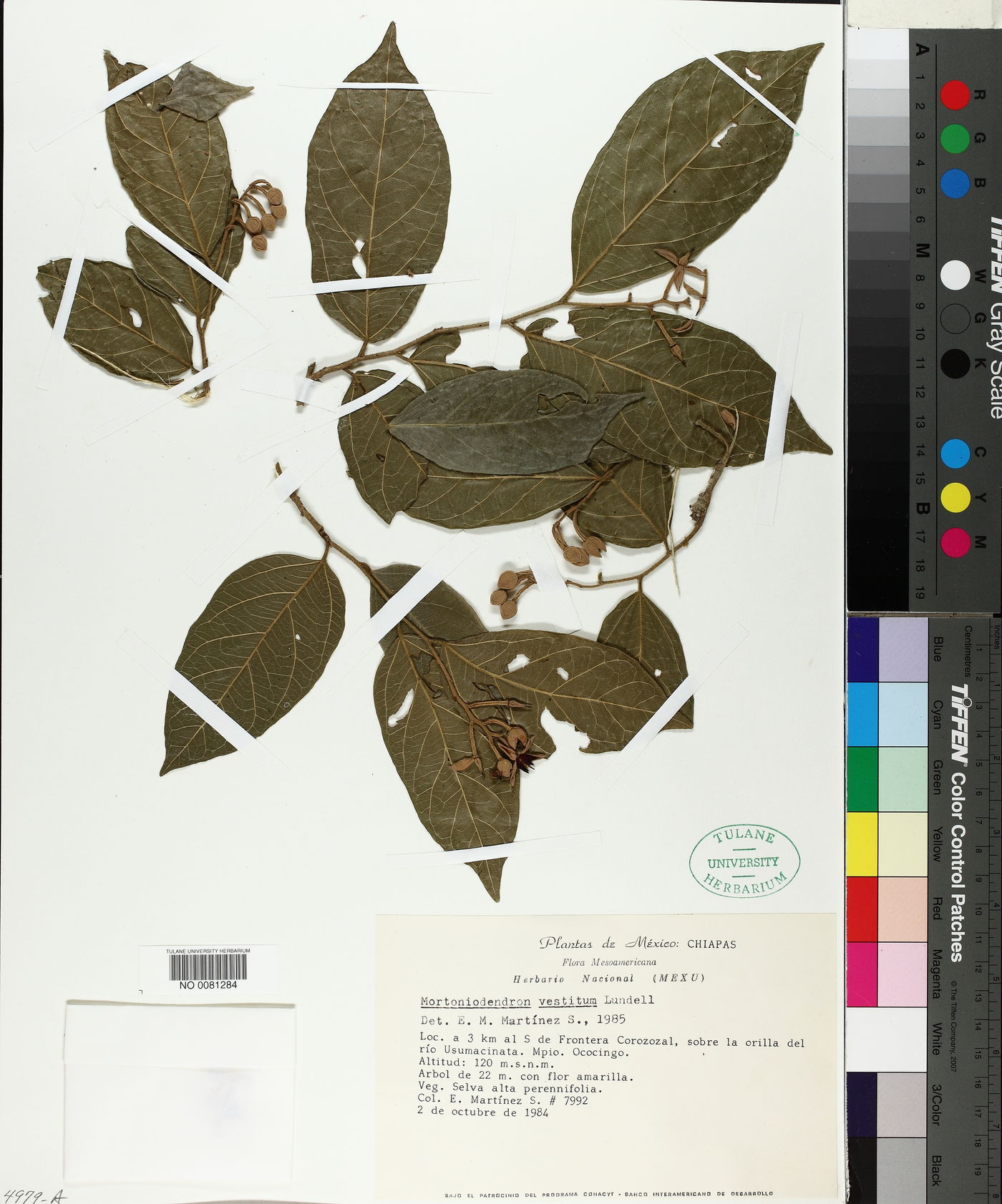 Mortoniodendron vestitum image
