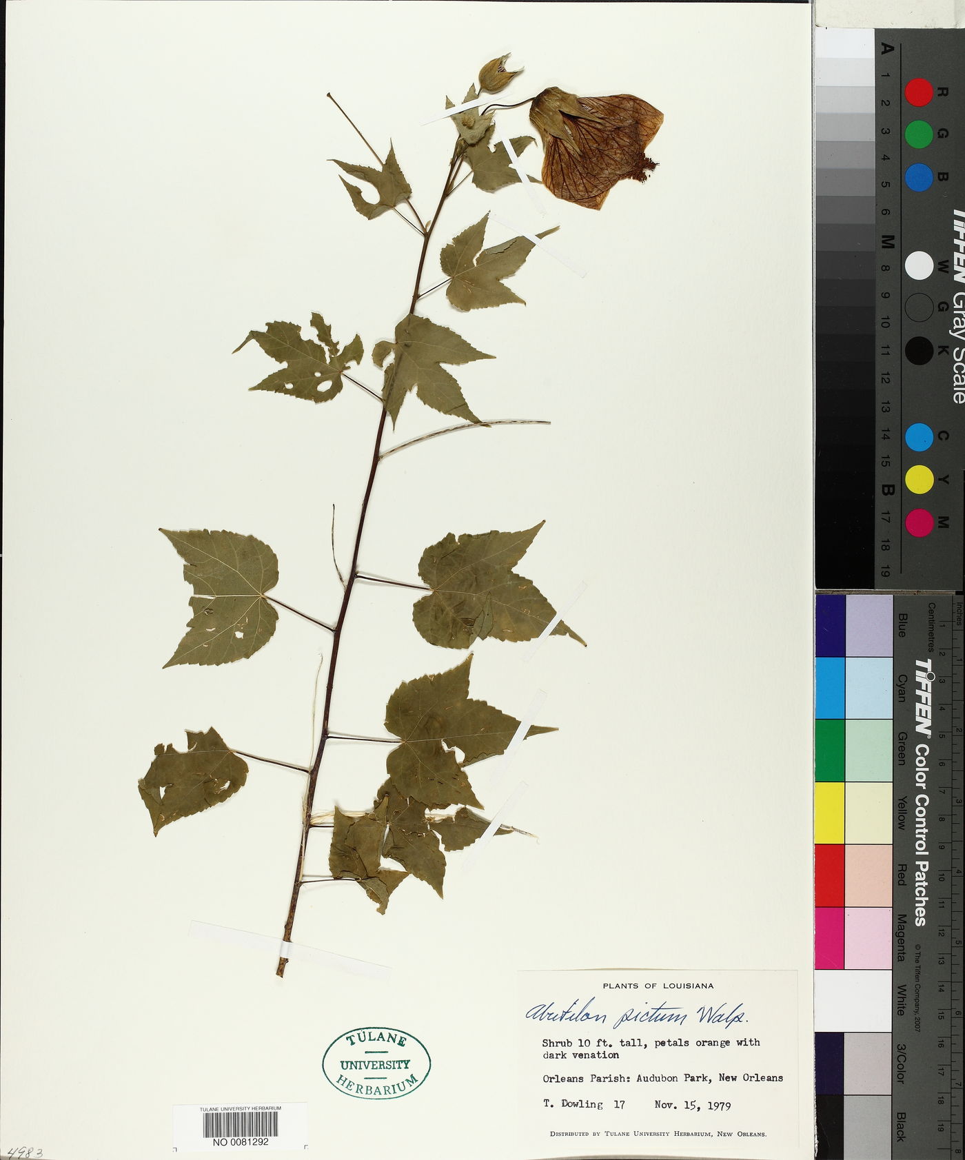 Abutilon pictum image