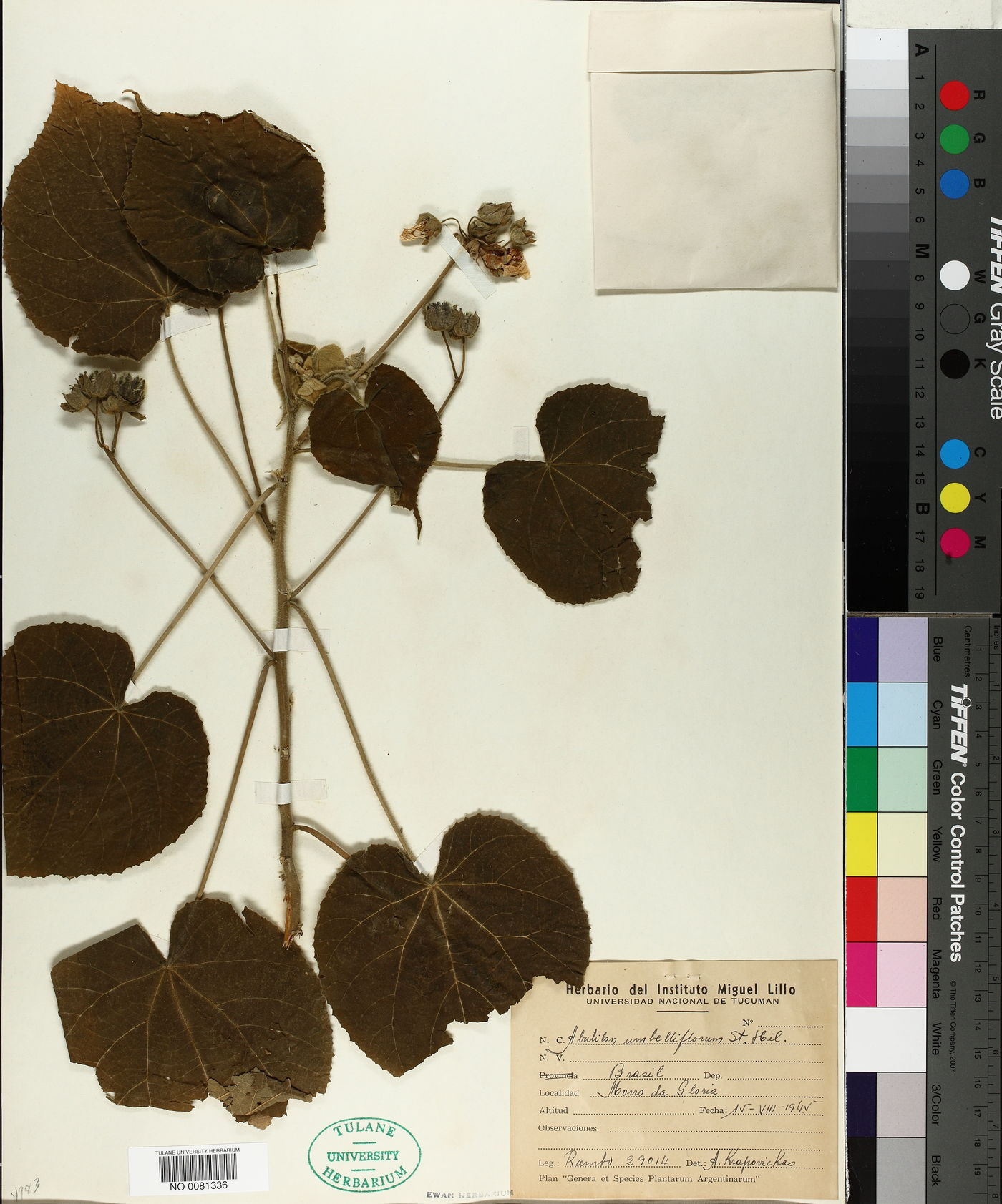 Abutilon umbelliflorum image