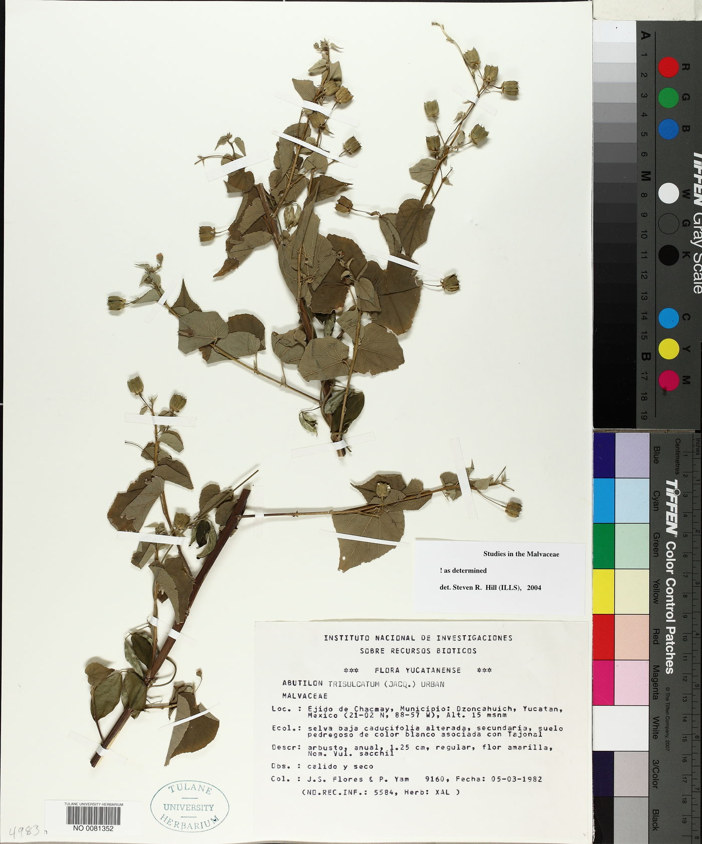 Abutilon trisulcatum image