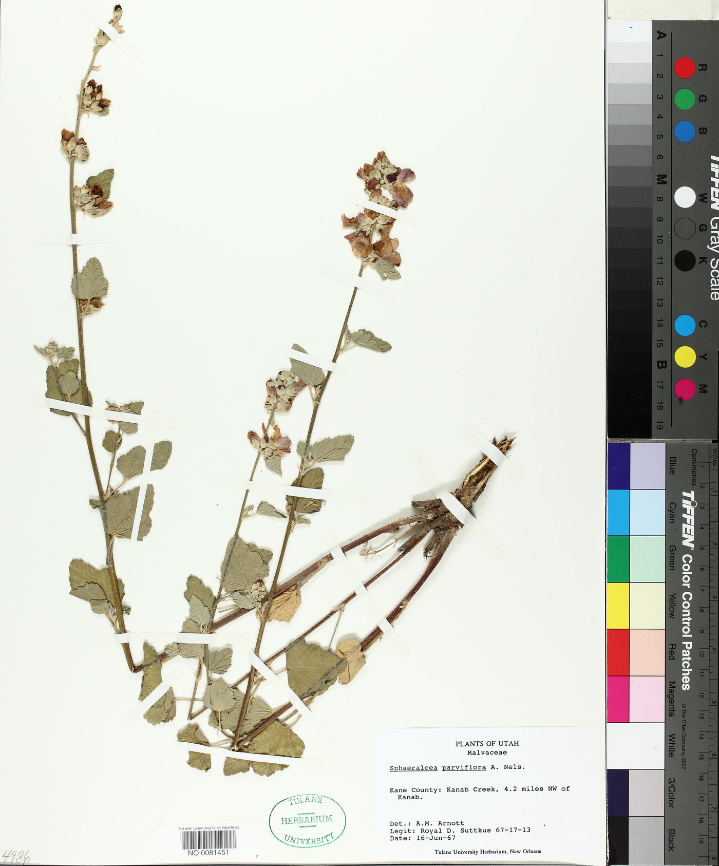 Sphaeralcea pedatifida image