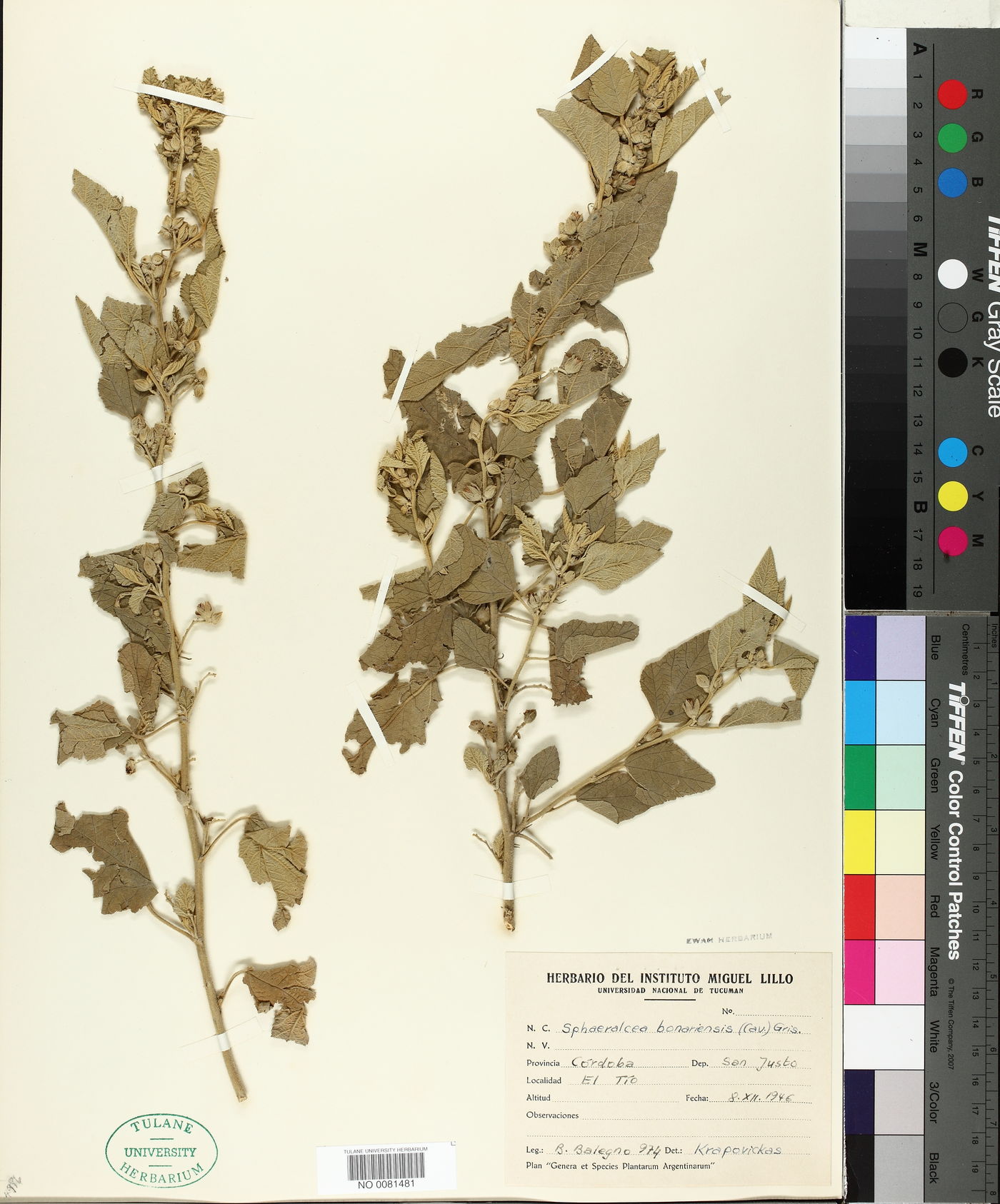 Sphaeralcea bonariensis image