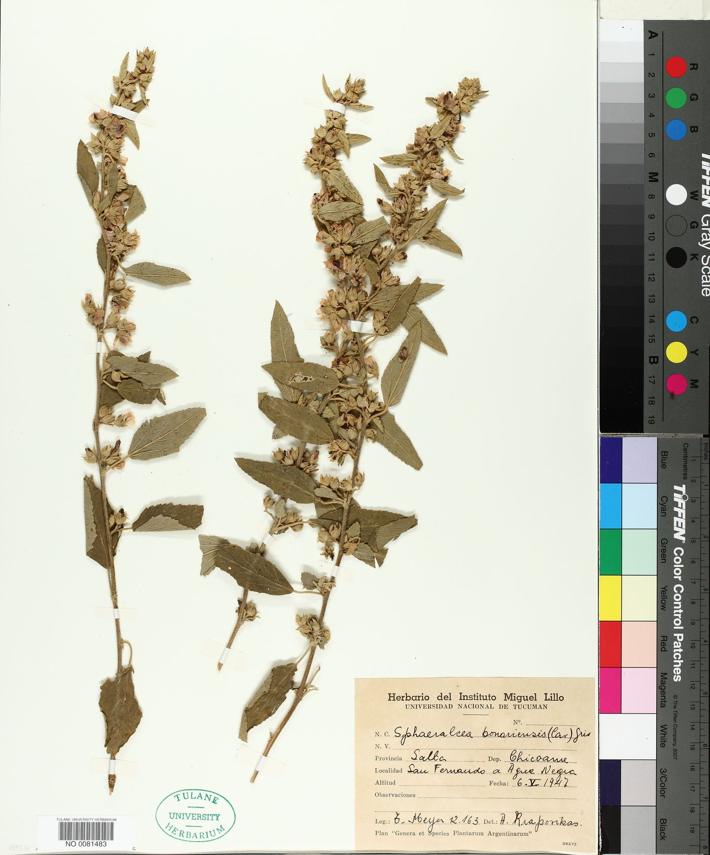 Sphaeralcea bonariensis image