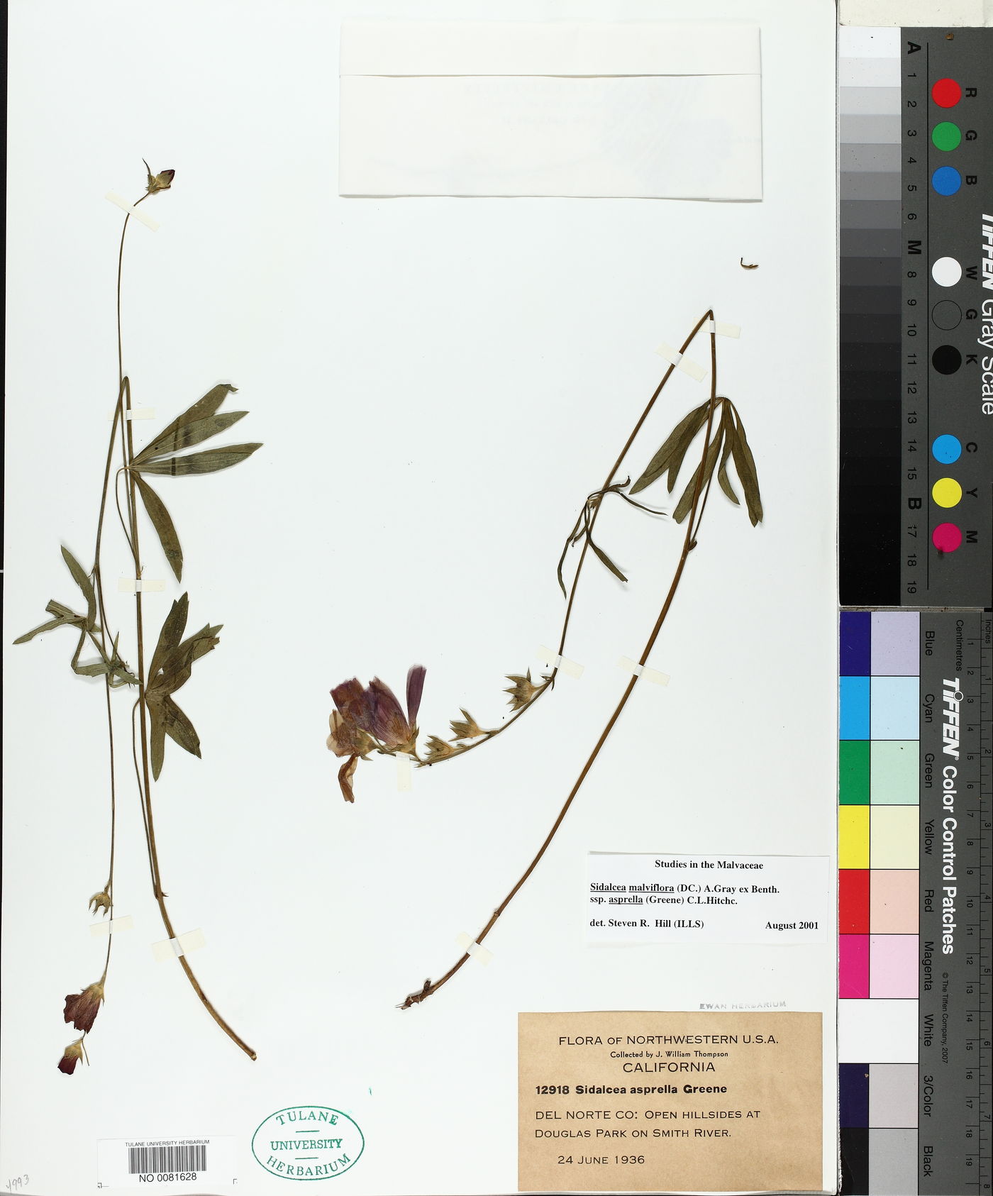 Sidalcea malvaeflora subsp. asprella image