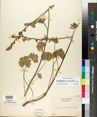 Sidalcea malvaeflora subsp. asprella image