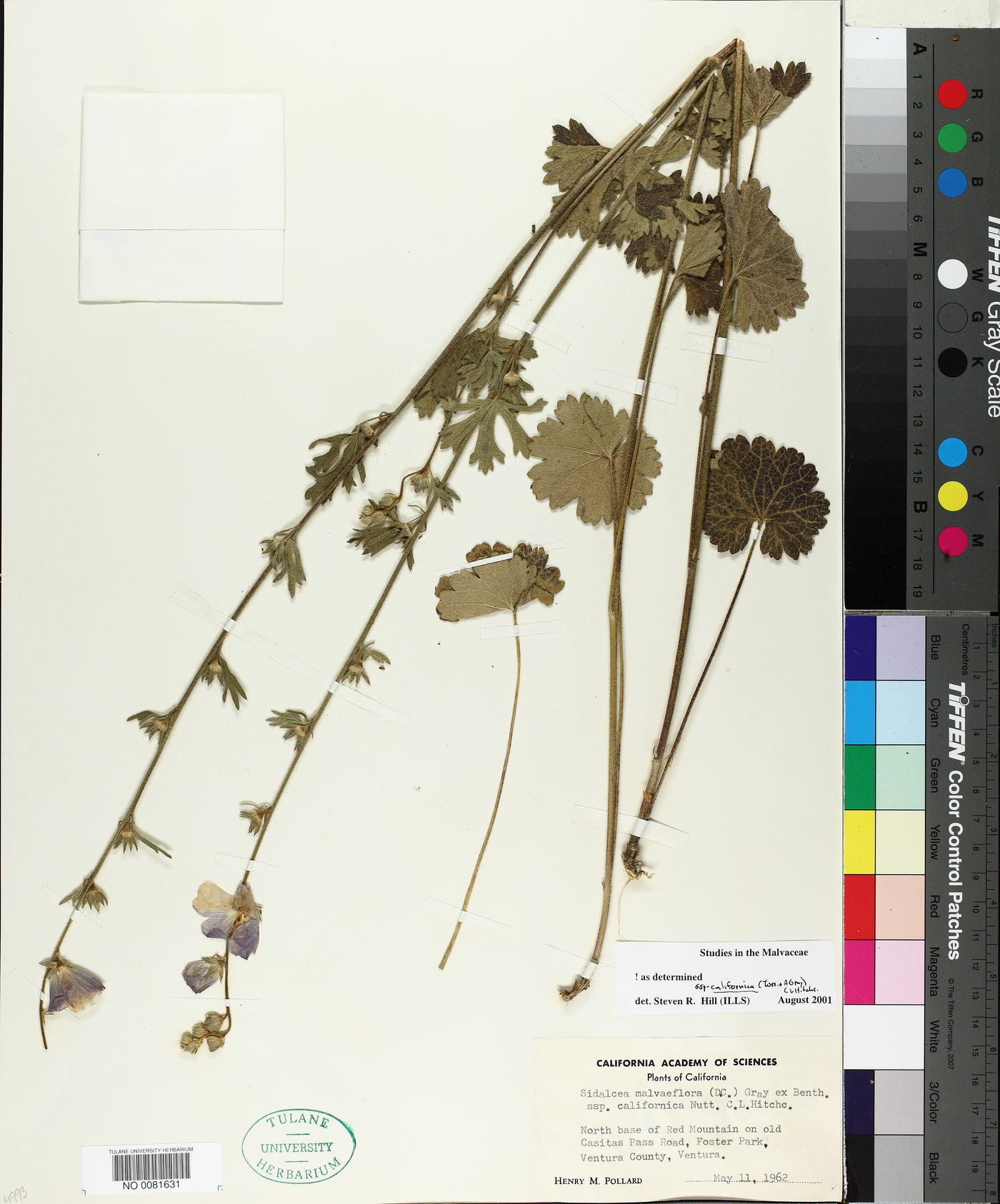 Sidalcea malviflora subsp. californica image