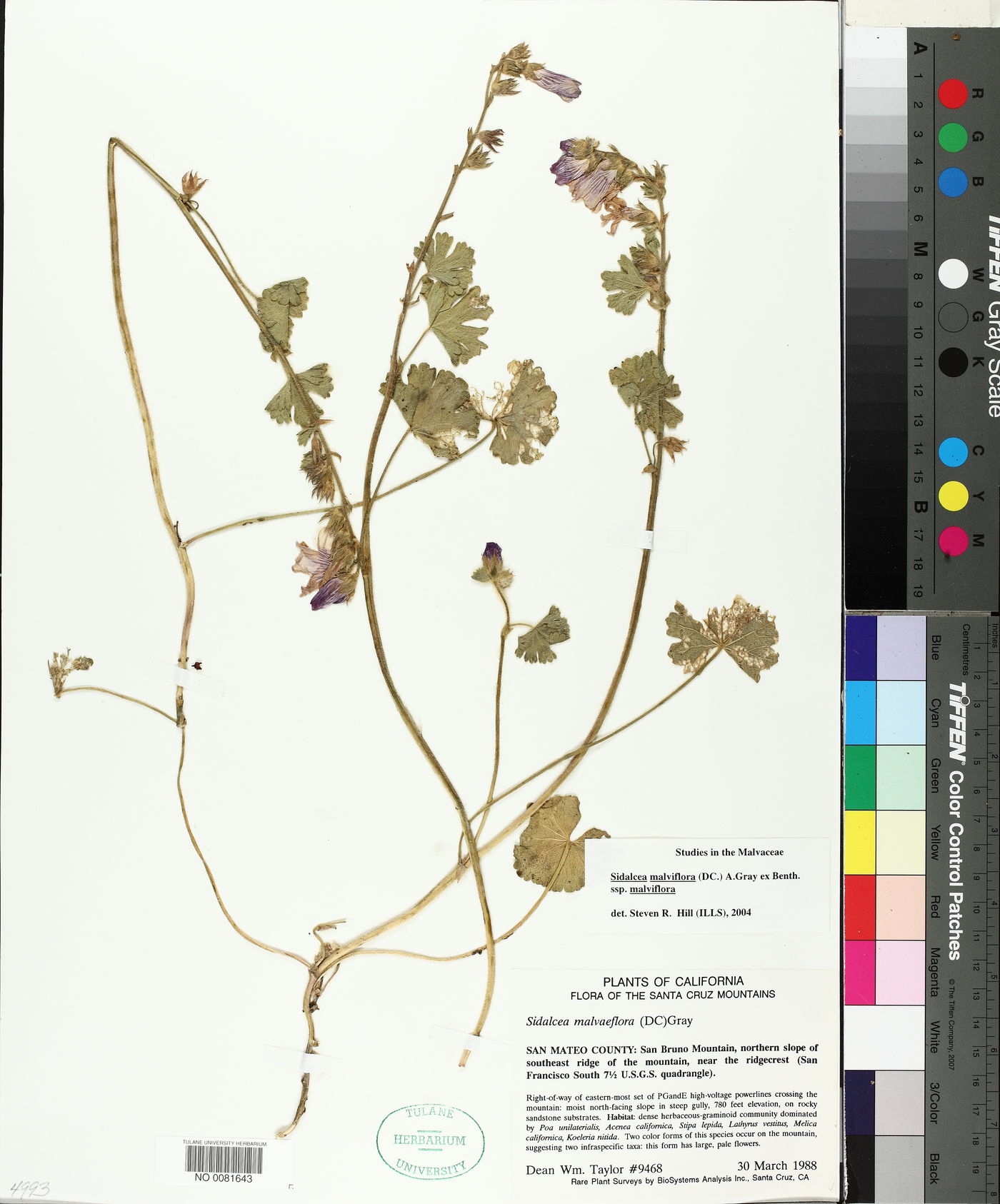 Sidalcea malviflora subsp. malviflora image