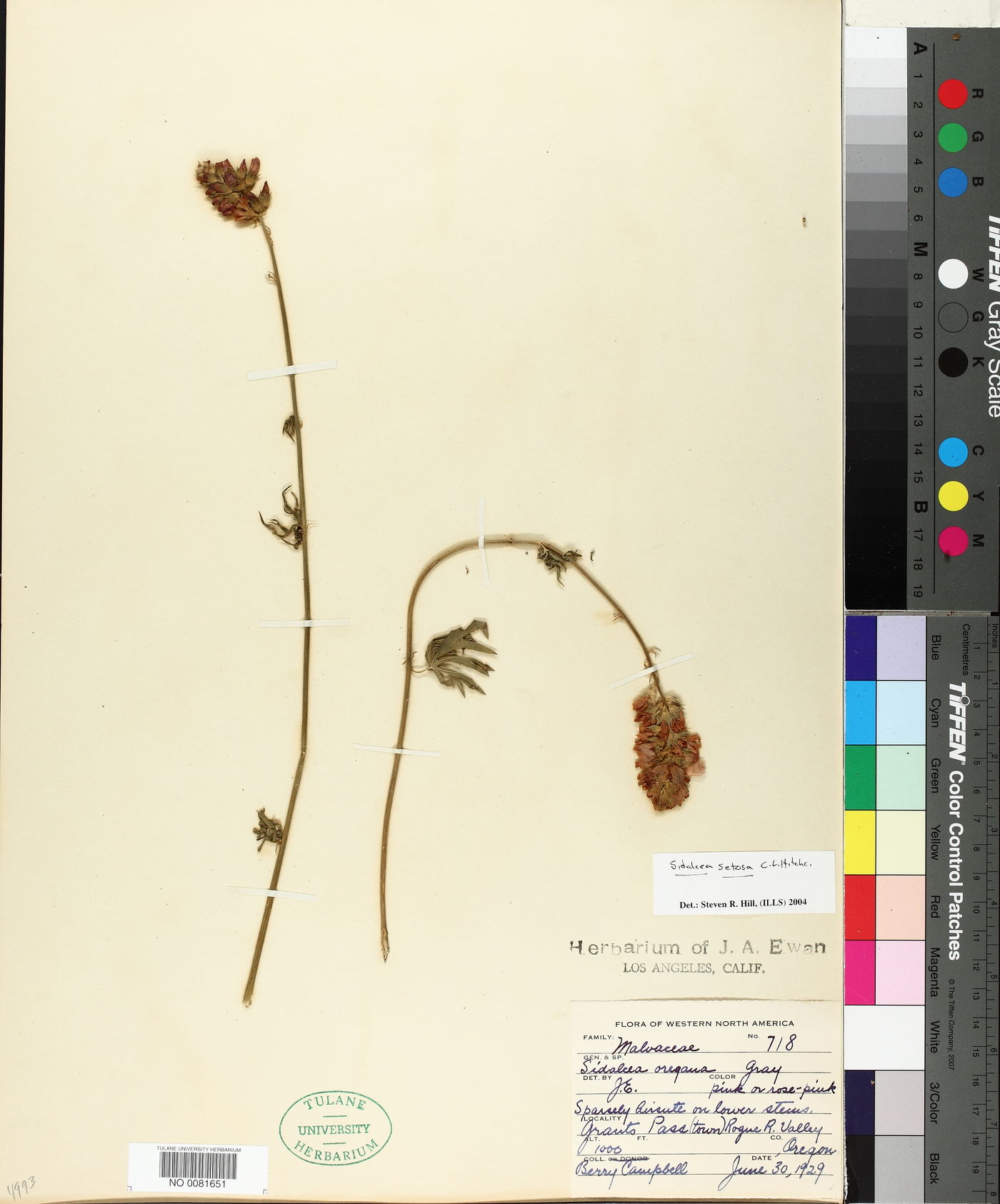 Sidalcea setosa image
